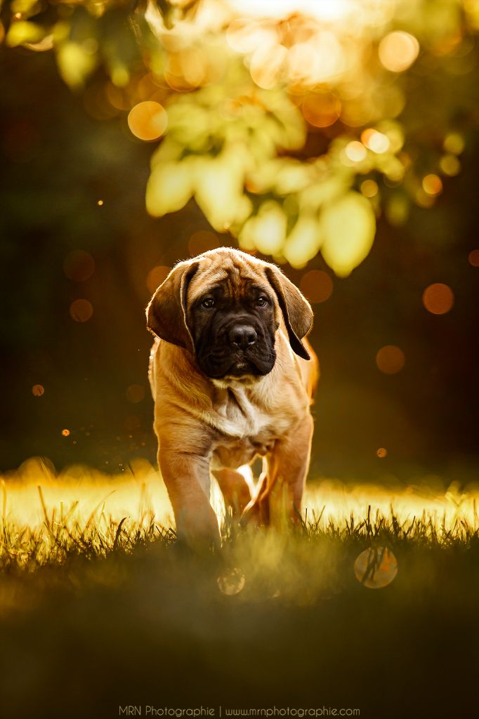 All you need is love Du Mont Des Géants