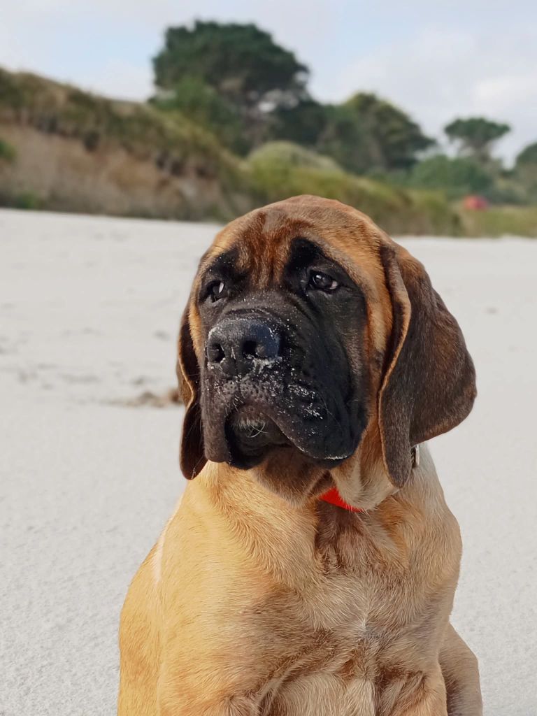 All you need is love Du Mont Des Géants
