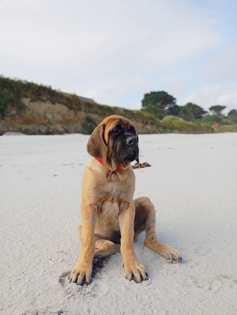 All you need is love Du Mont Des Géants