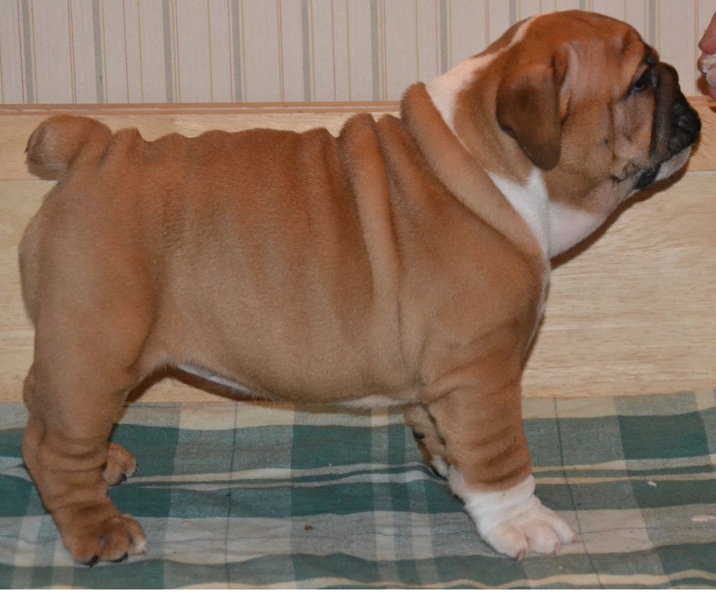 CHIOT - Bulldog Anglais
