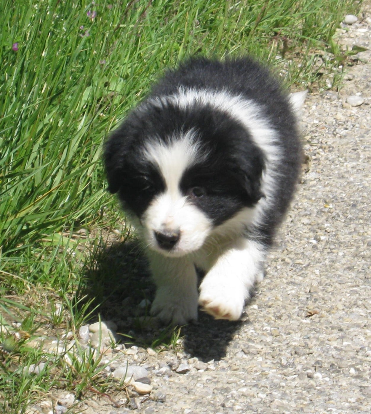 Chiot N°3