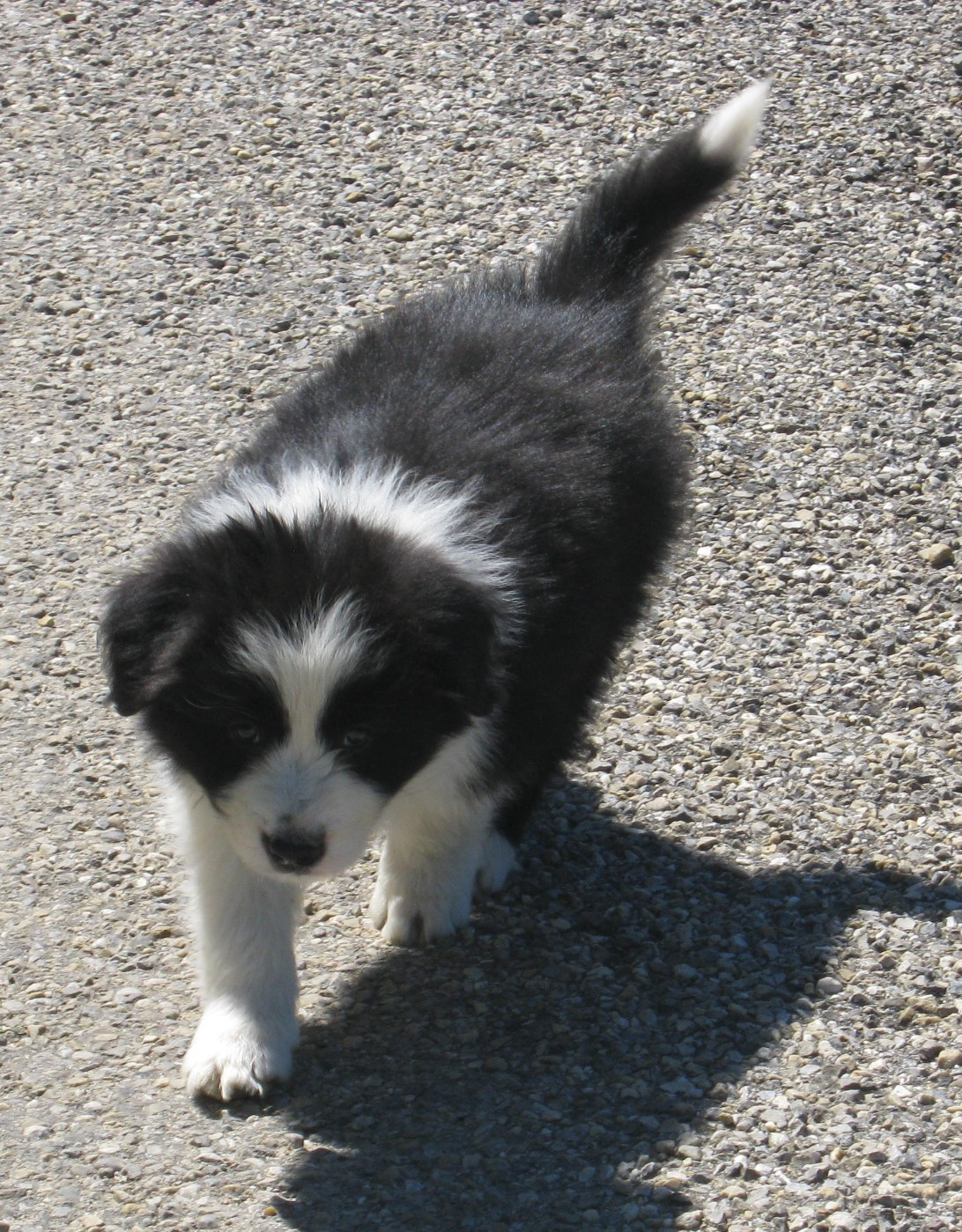 Chiot N°3