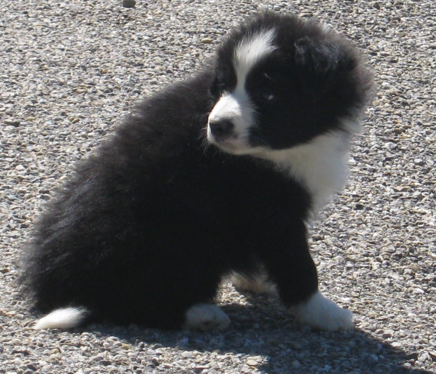 Chiot N°4