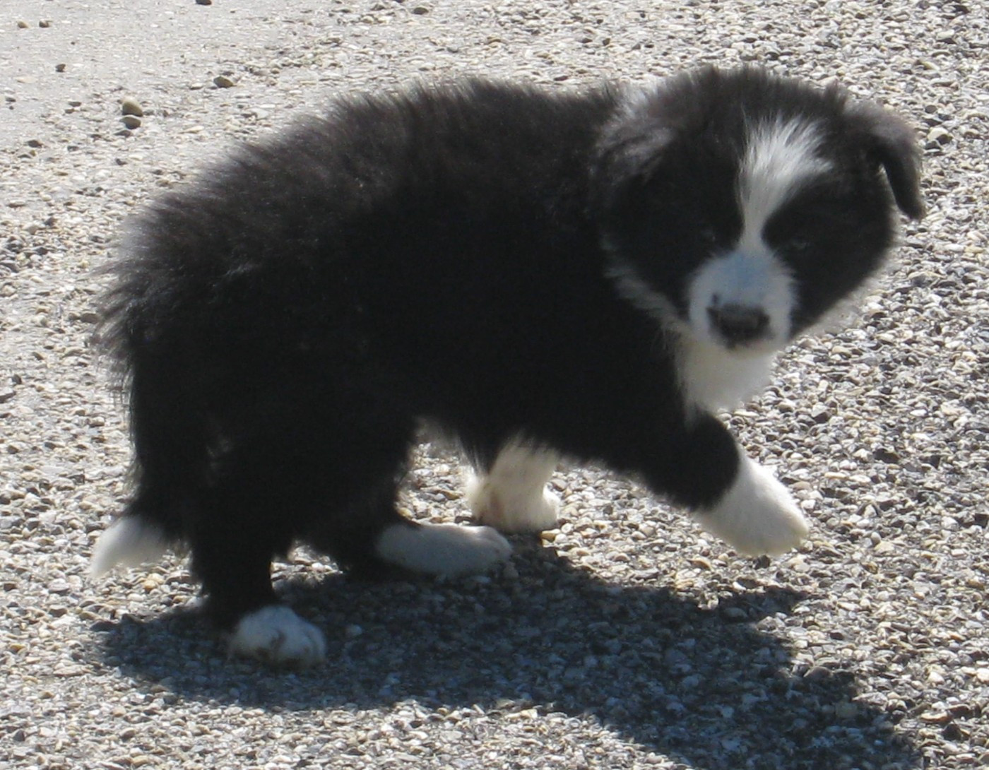 Chiot N°4