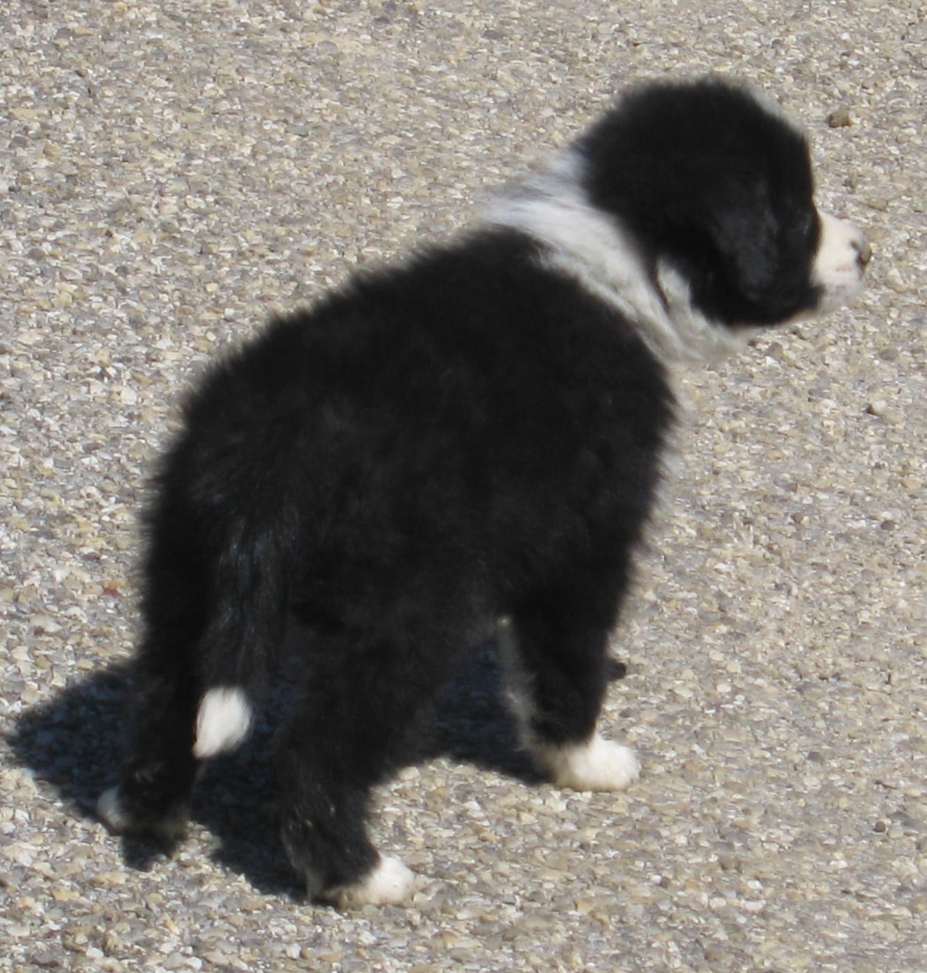 Chiot N°4