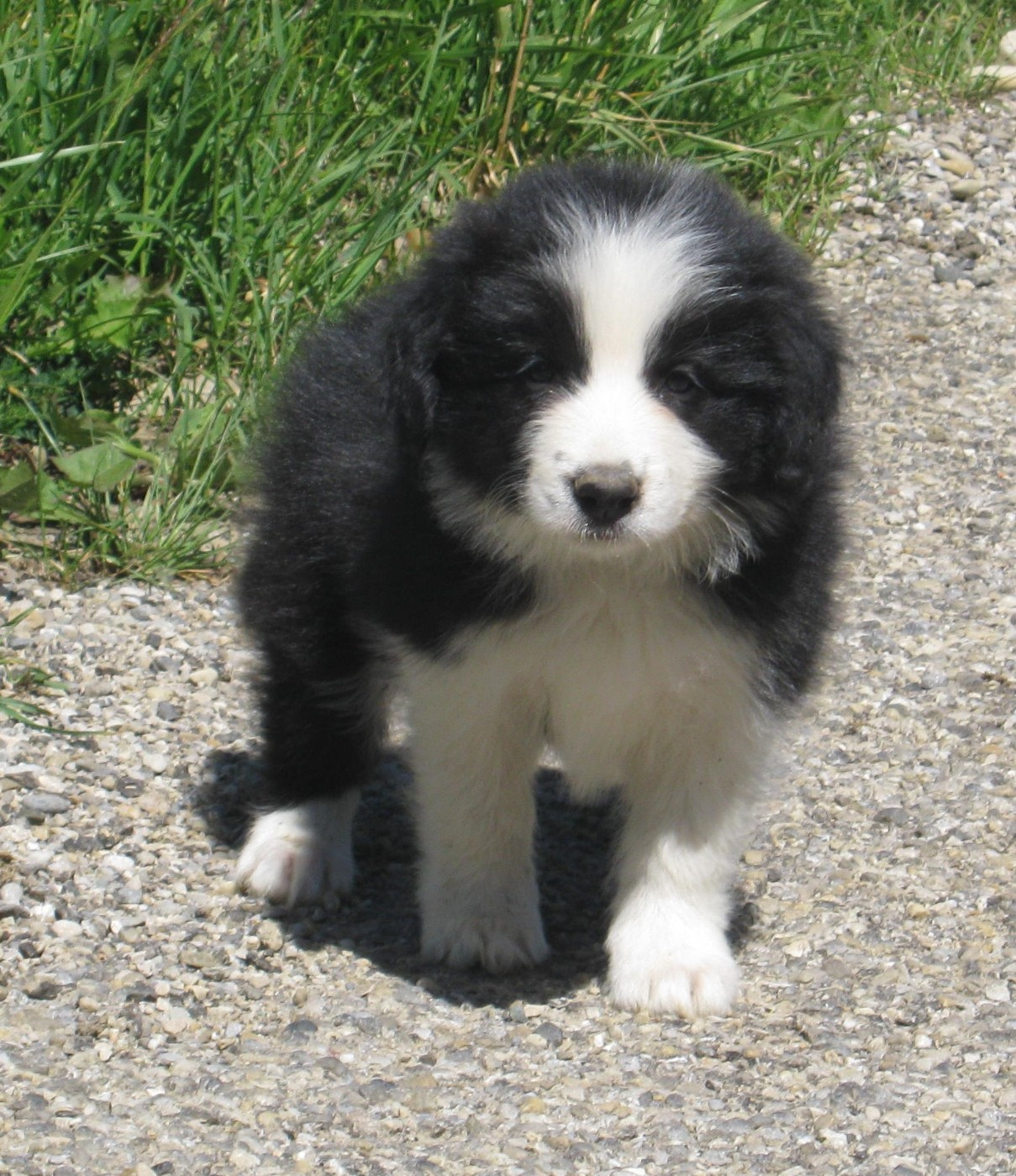Chiot N°5
