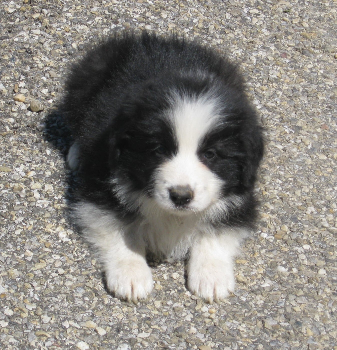 Chiot N°5