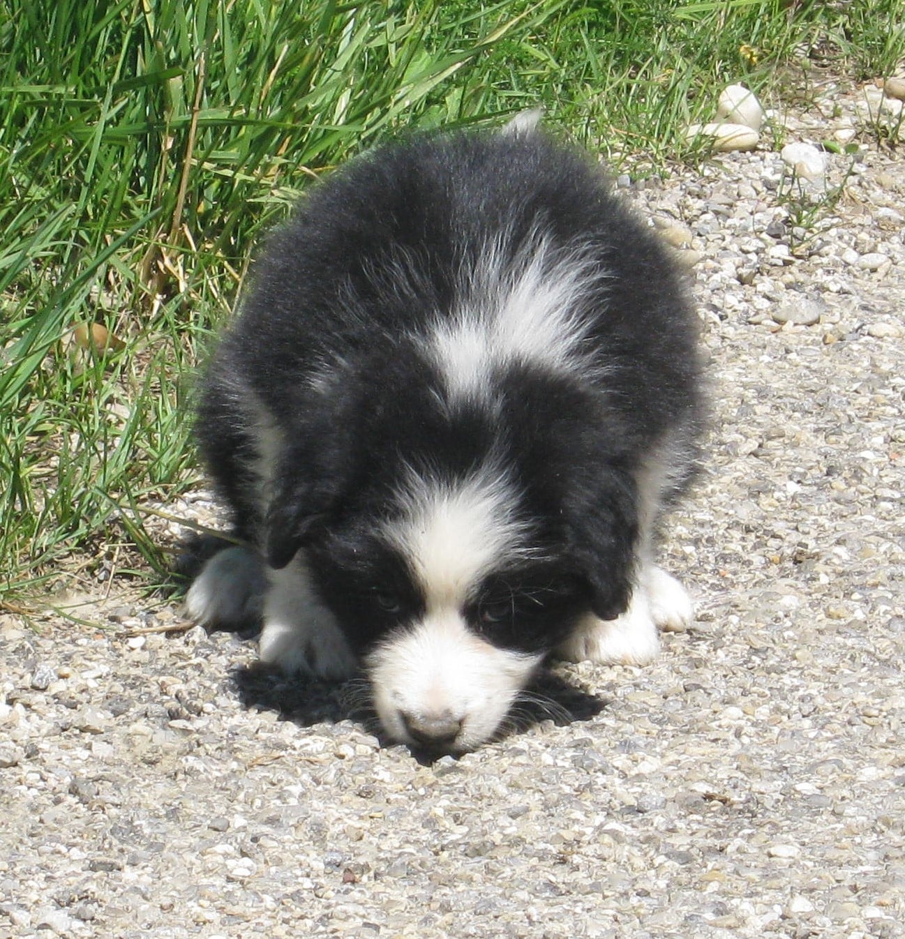 Chiot N°5