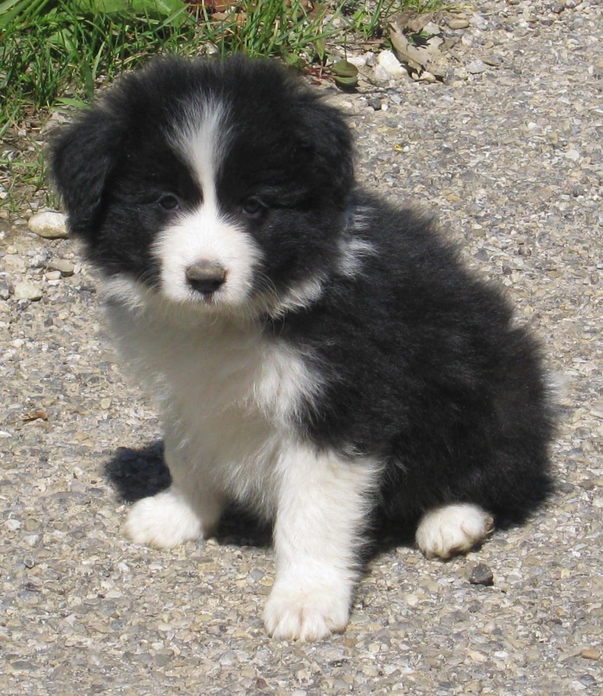 Chiot N°6