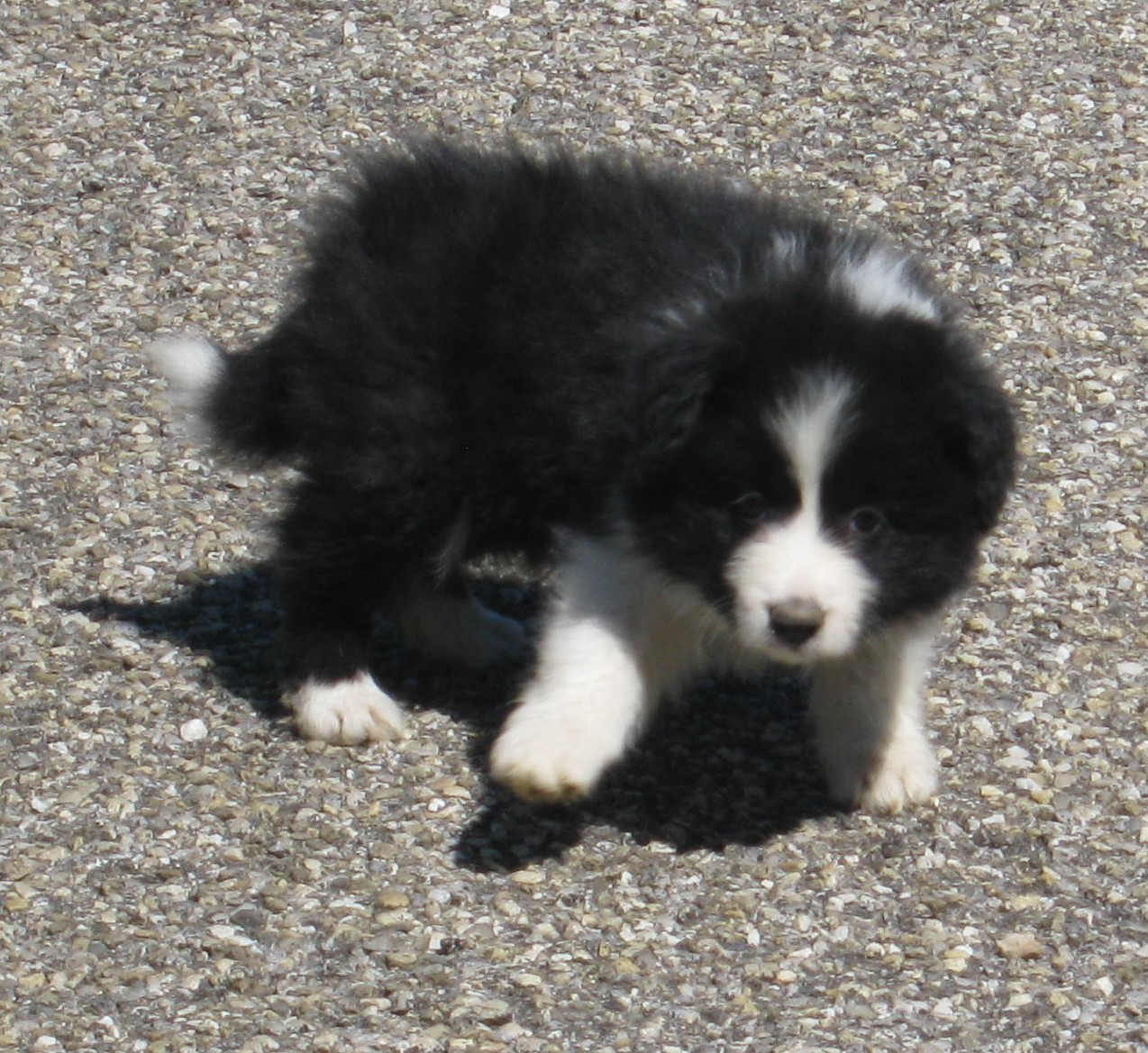 Chiot N°6