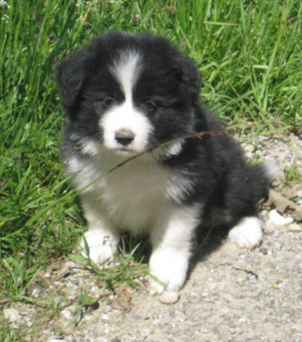 Chiot N°6