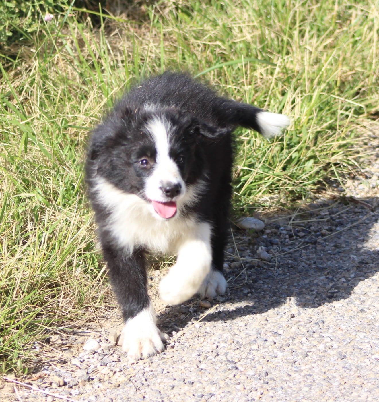 BRIXIE de la Vallée du Douro