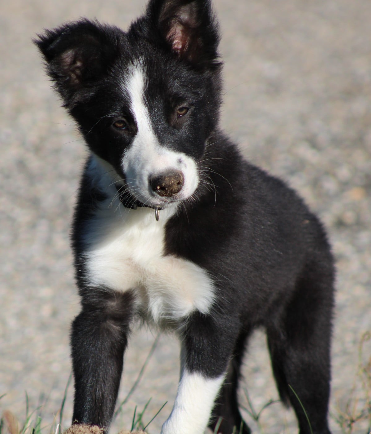 BLAKE de la Vallée du Douro