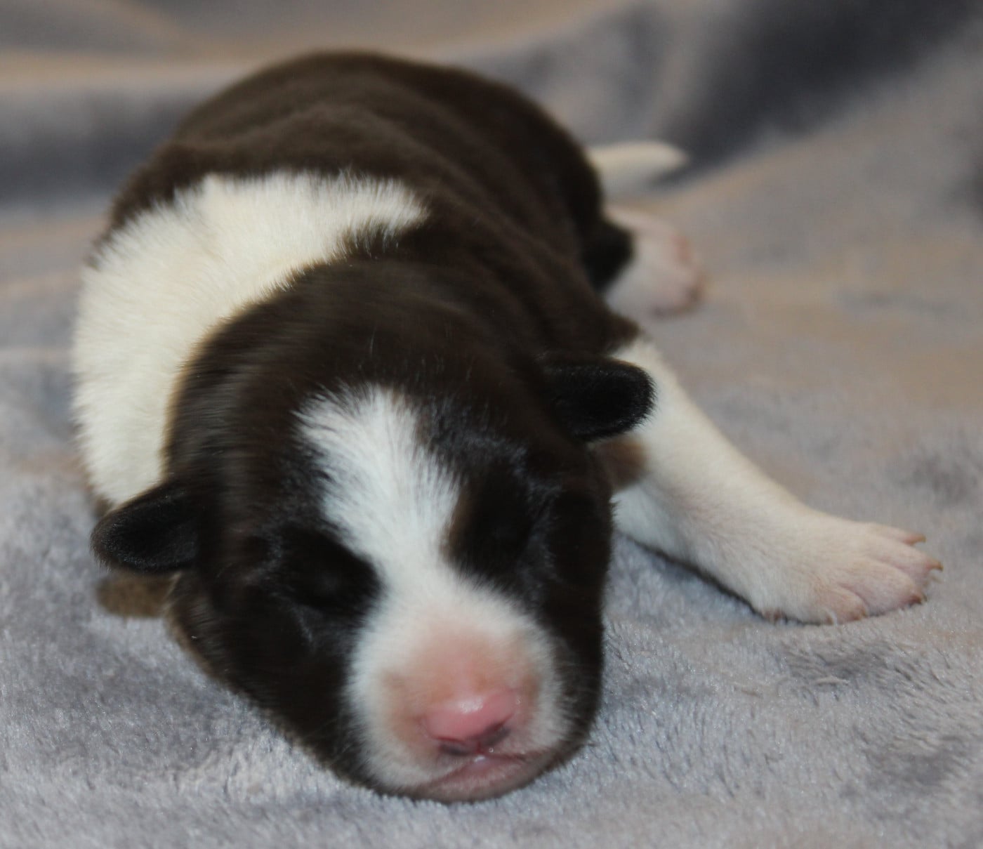 Chiot N°1