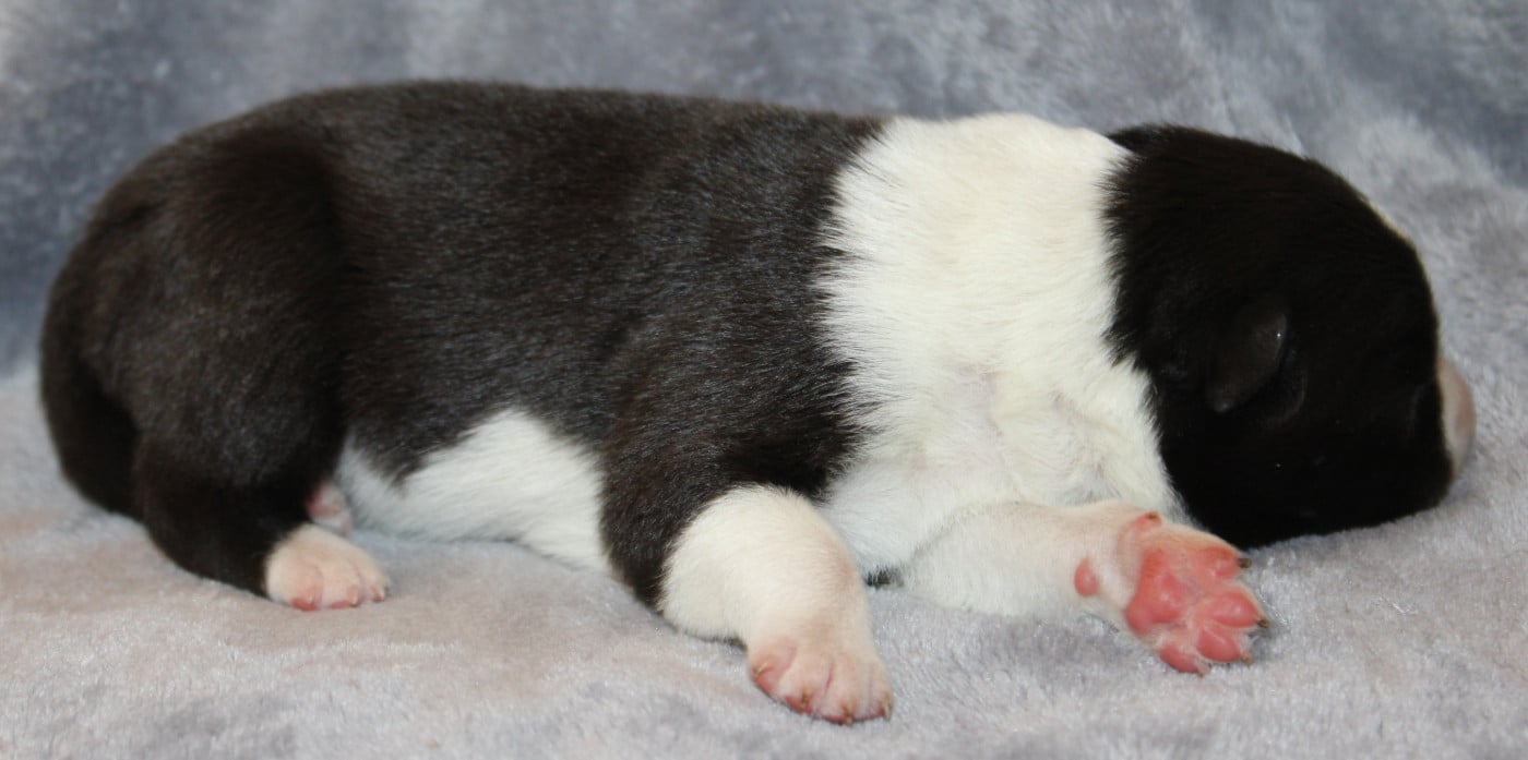 Chiot N°1