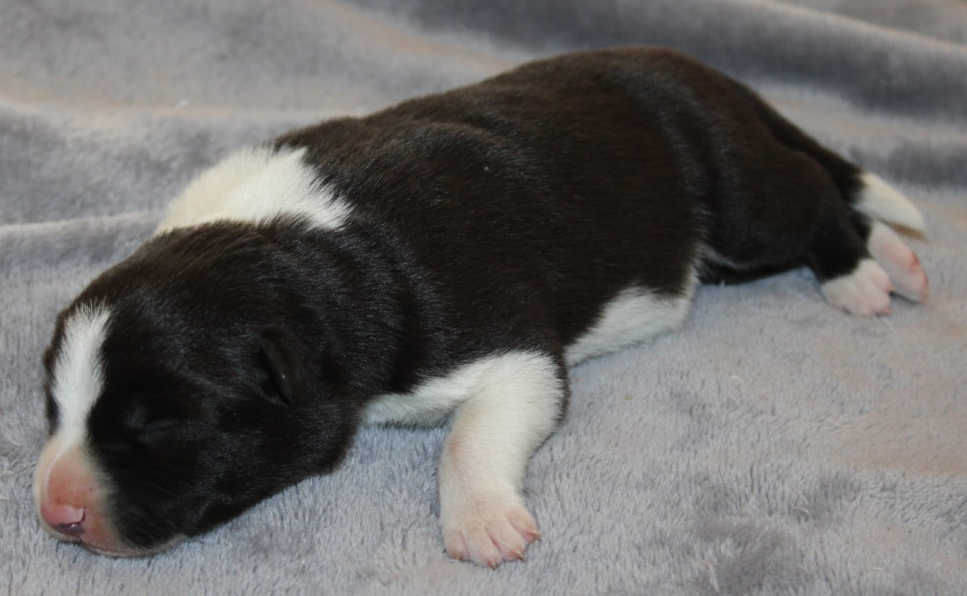 Chiot N°1