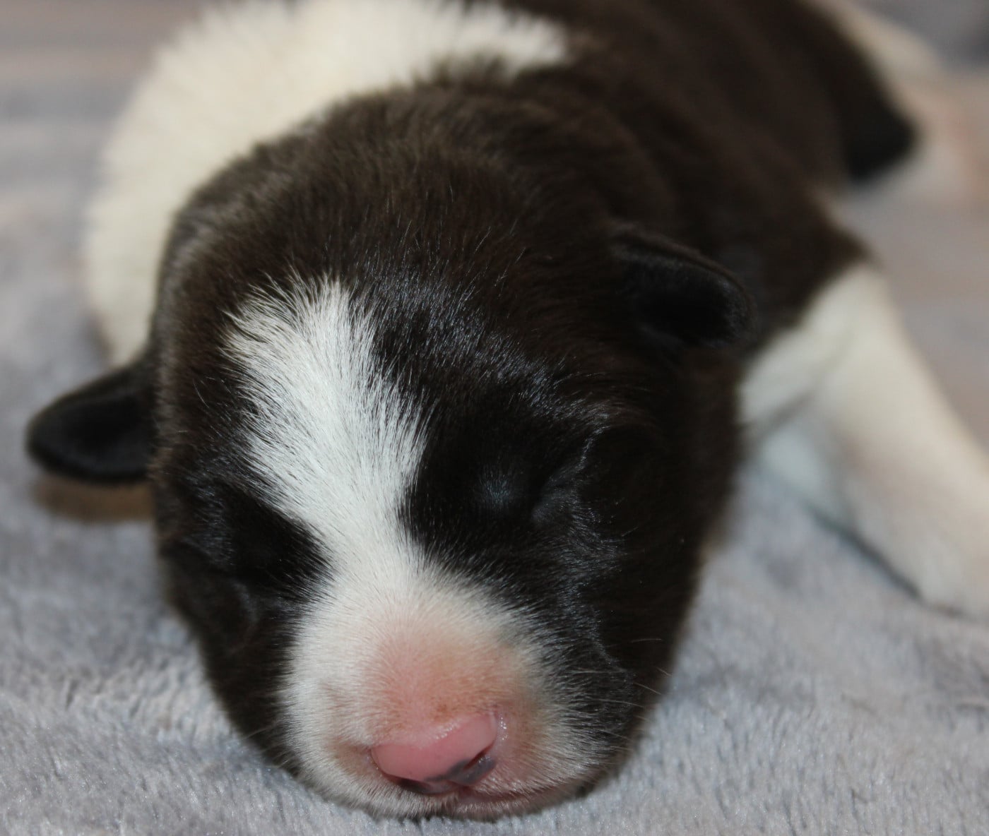Chiot N°1