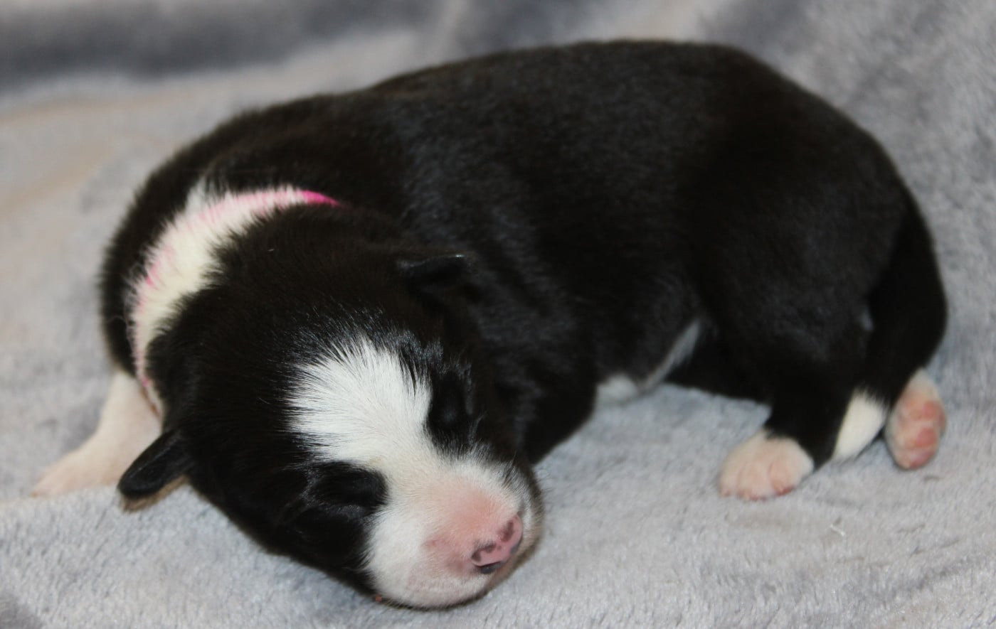 Chiot N°2