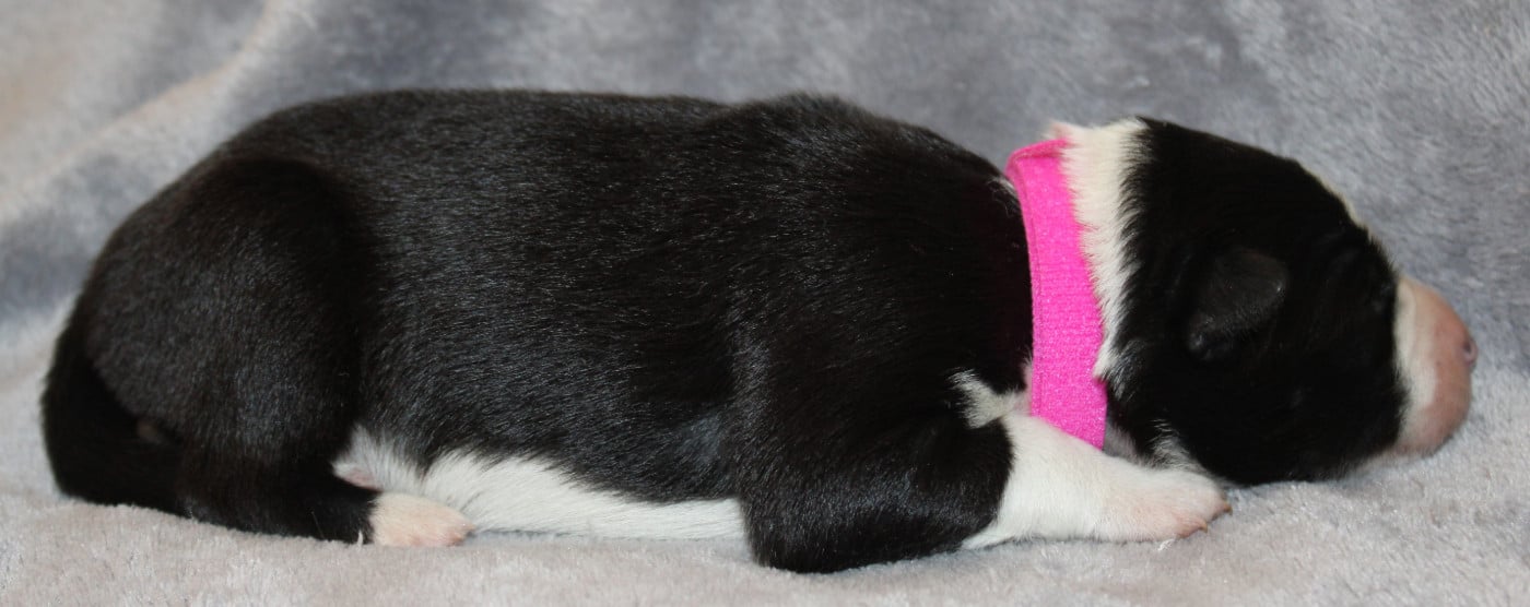 Chiot N°2
