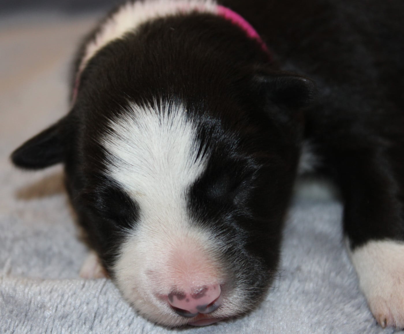 Chiot N°2