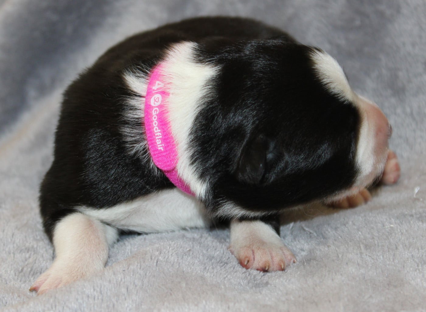 Chiot N°2