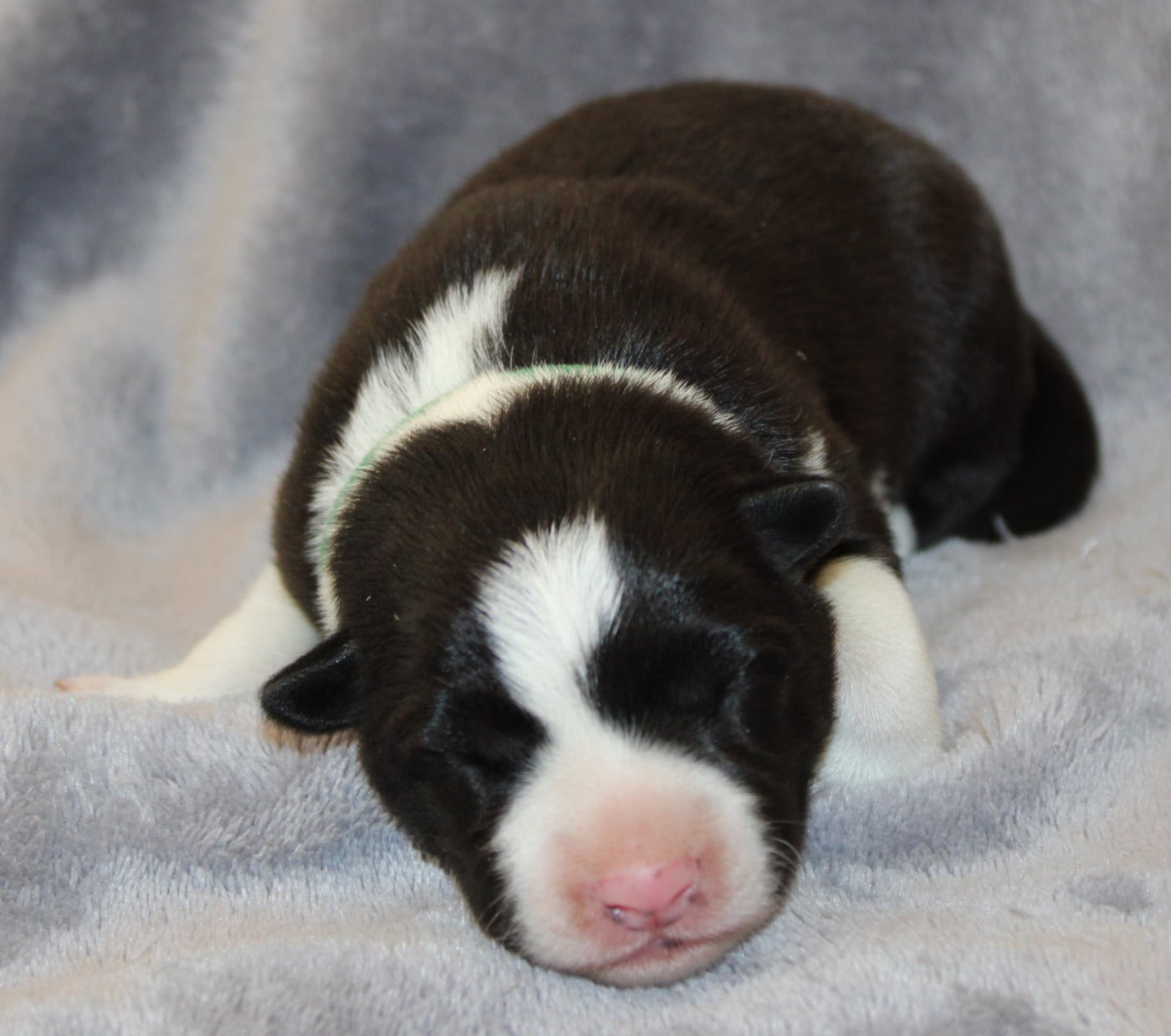 Chiot N°3