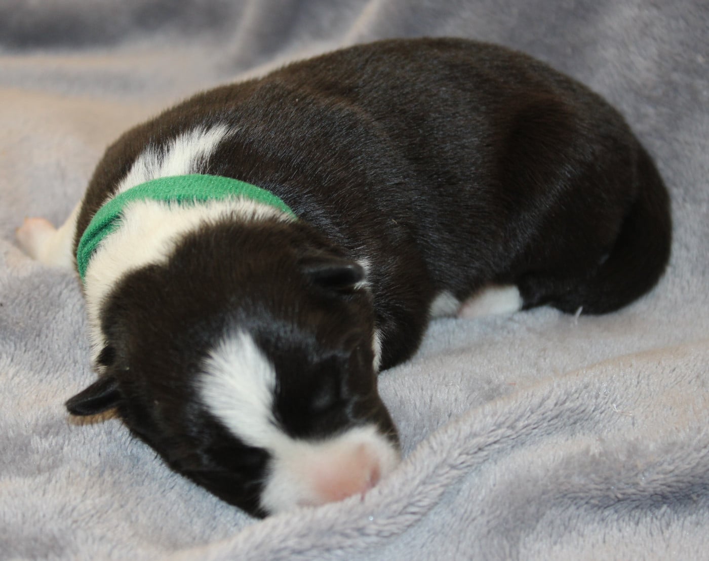 Chiot N°3