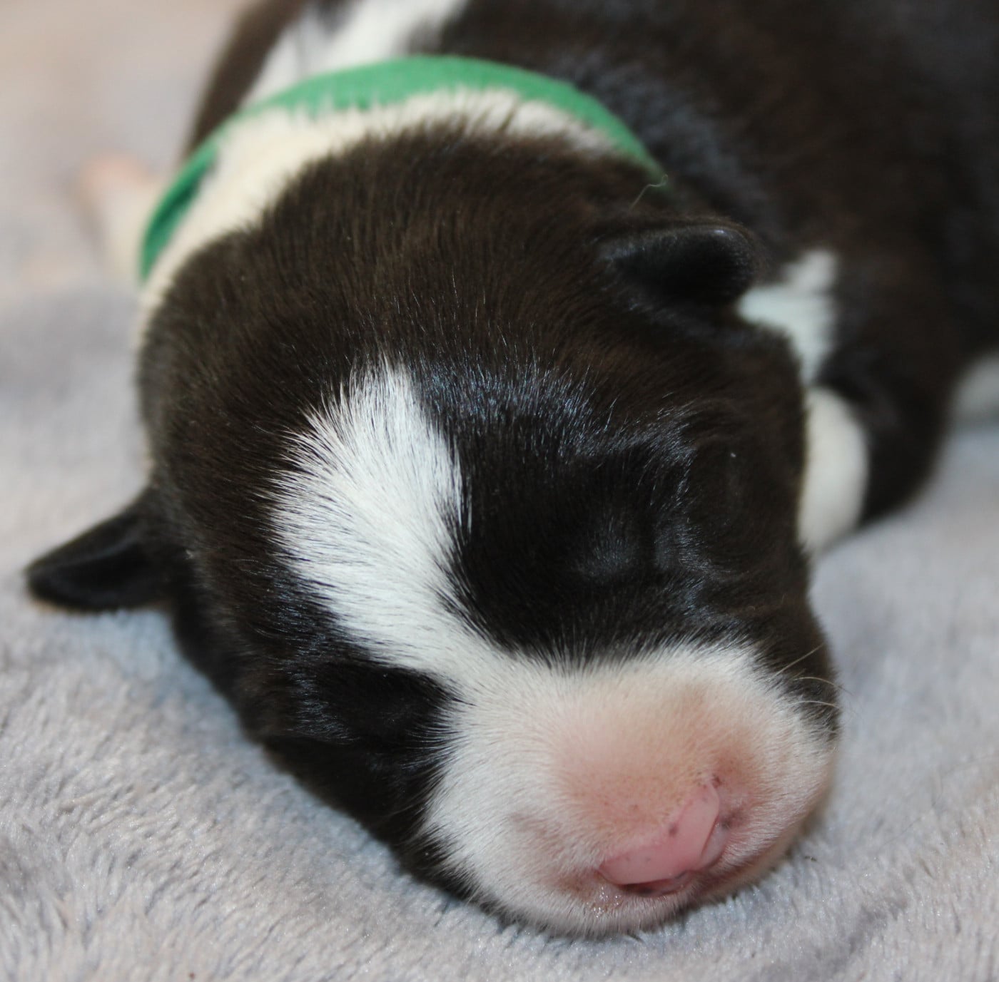Chiot N°3