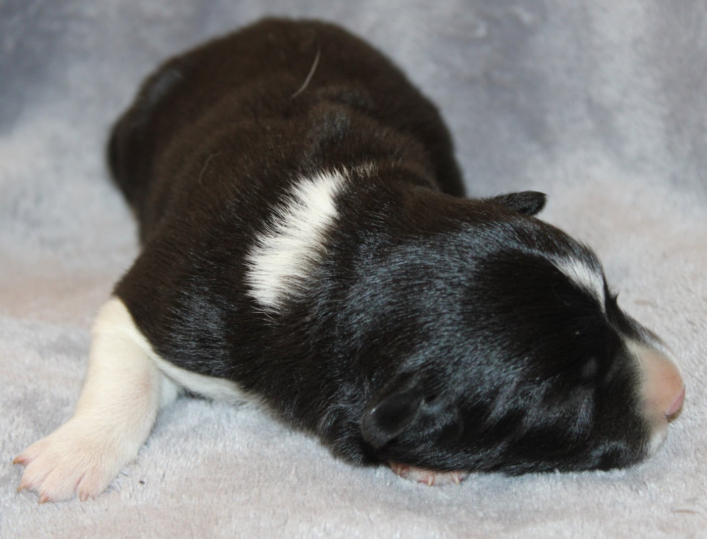 Chiot N°4