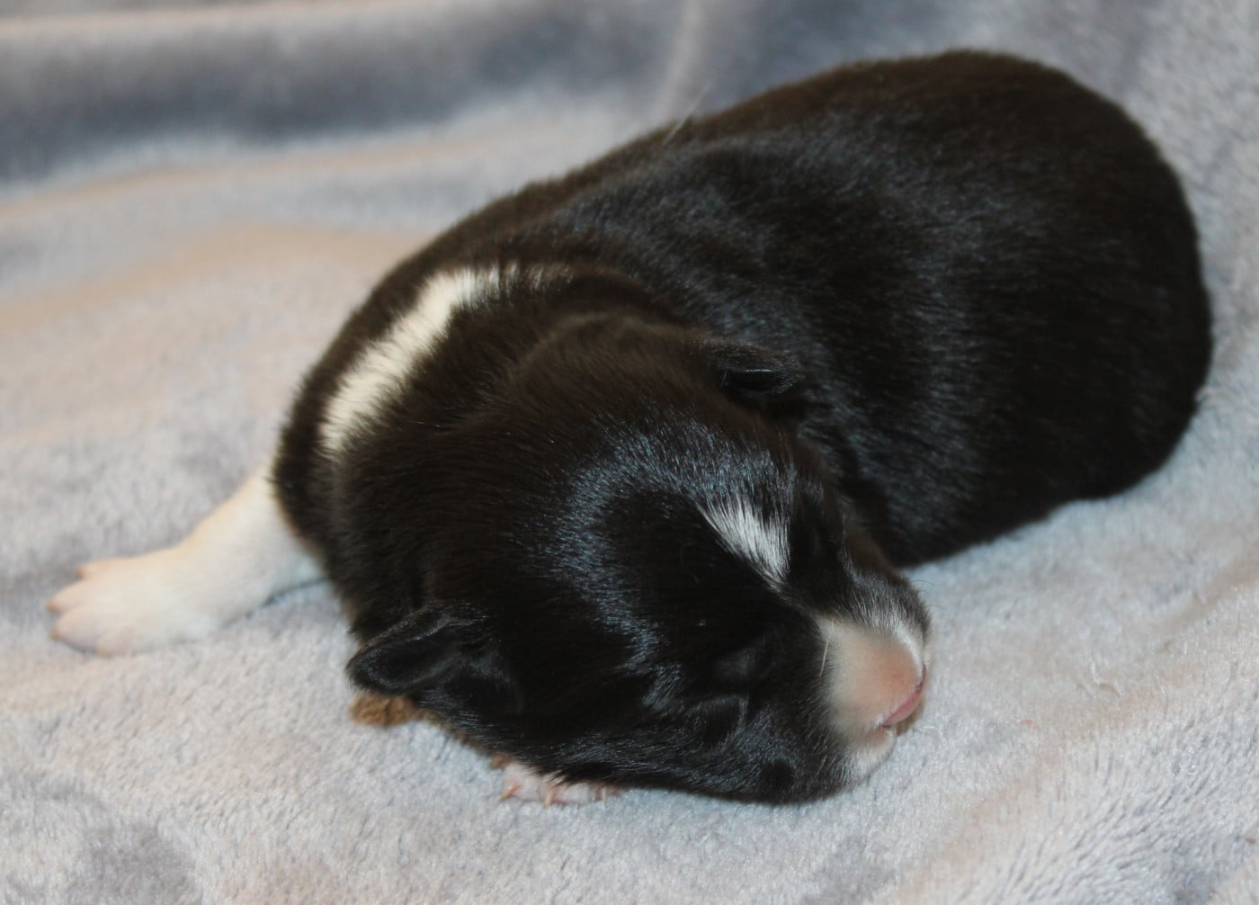 Chiot N°4