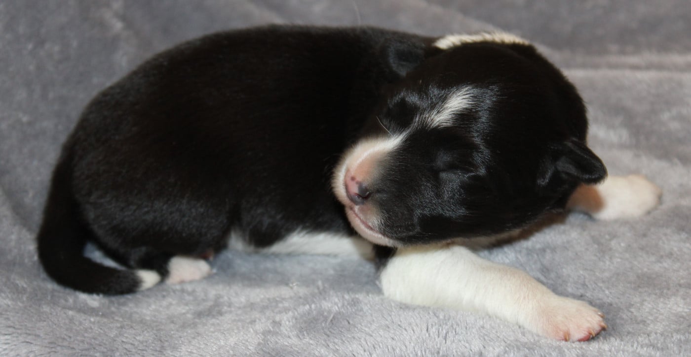 Chiot N°4