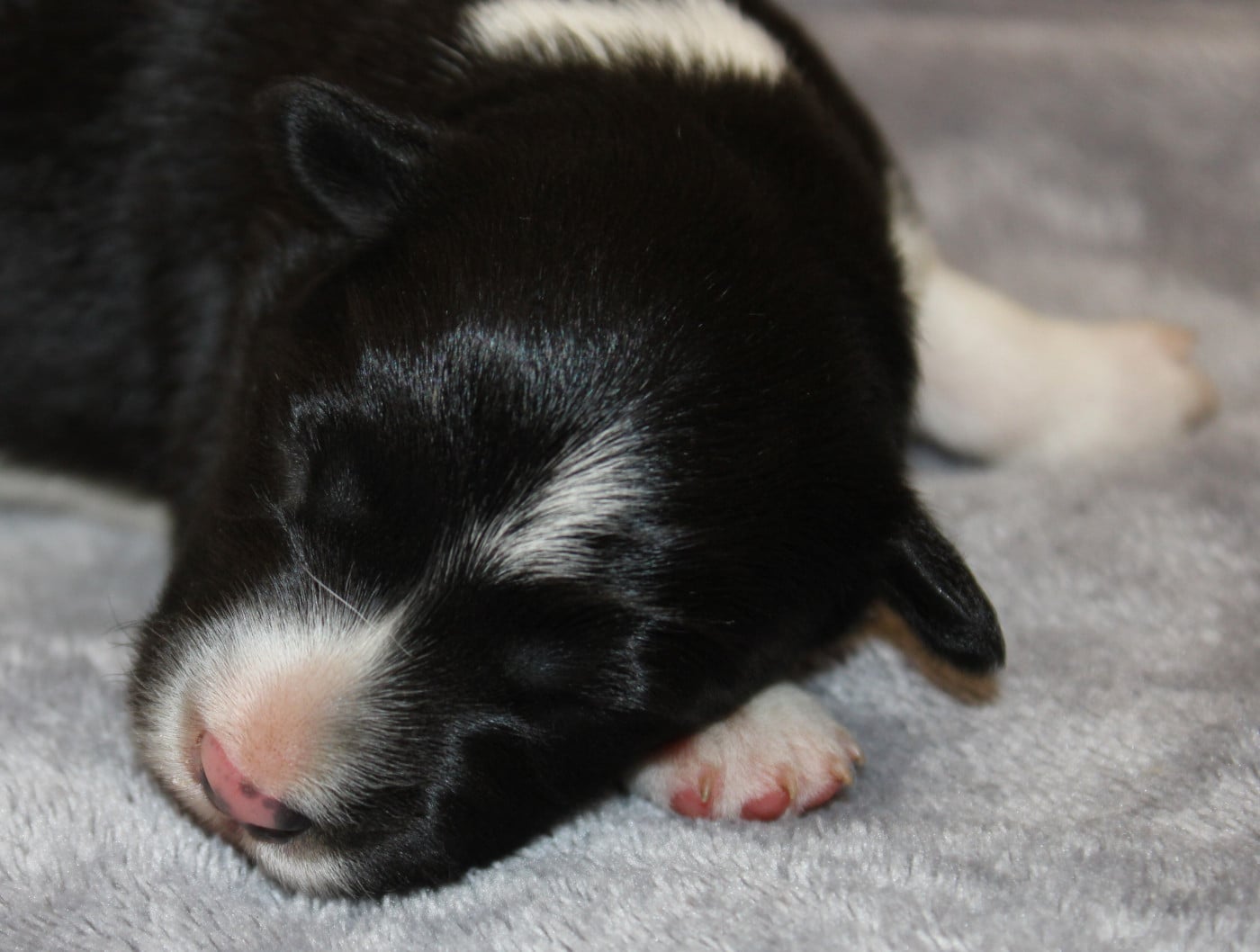 Chiot N°4