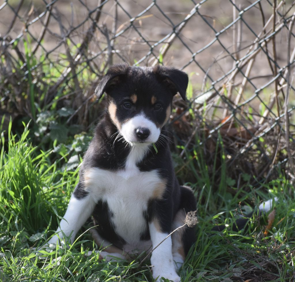 La Tribu De Dana Elevage De Chiens En Rhone Alpes
