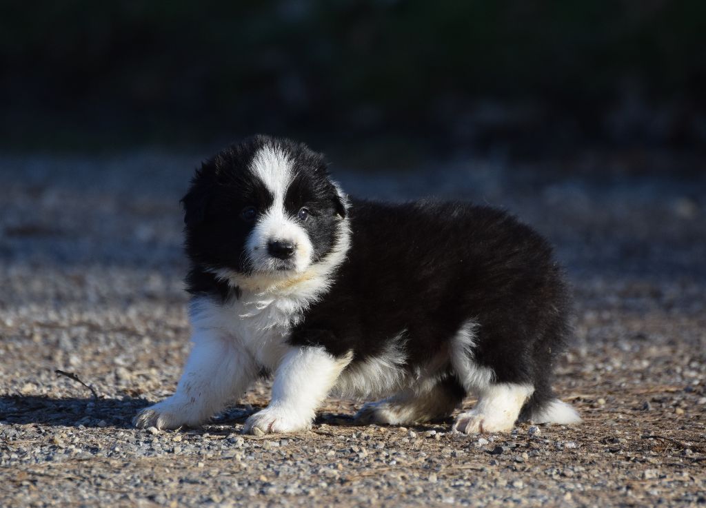 Chiot Border Collie, femelle disponible en AuvergneRhone