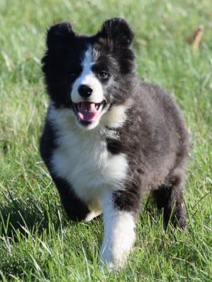 Les chiots de Border Collie
