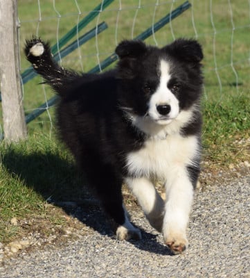 Les chiots de Border Collie