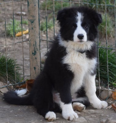 Les chiots de Border Collie