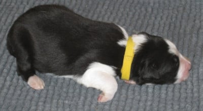 Les chiots de Border Collie