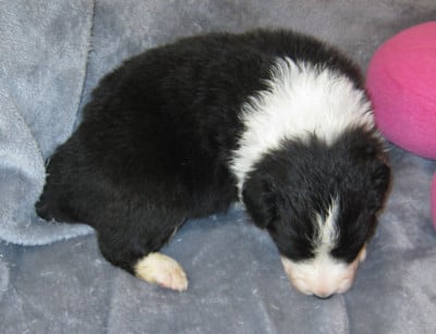 Les chiots de Border Collie