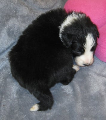 Les chiots de Border Collie