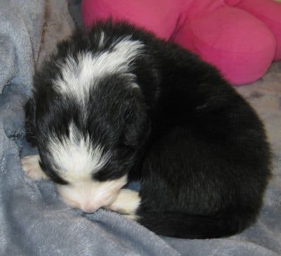 Les chiots de Border Collie