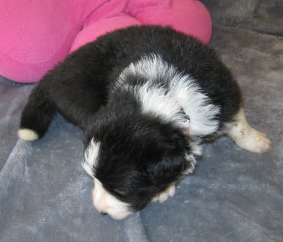 Les chiots de Border Collie