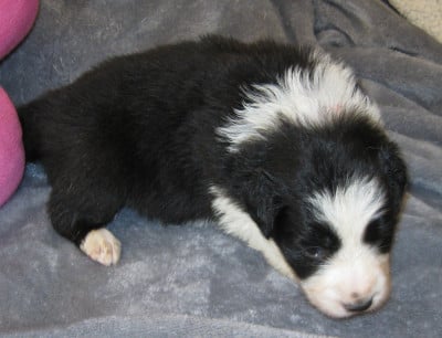 Les chiots de Border Collie