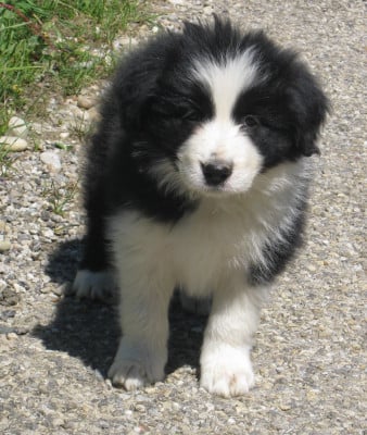 Les chiots de Border Collie