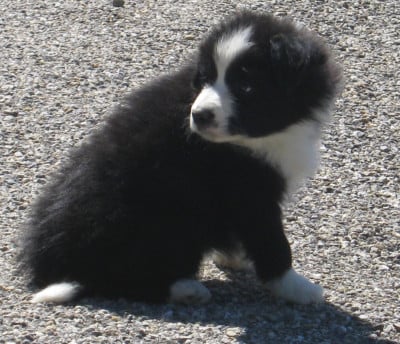 Les chiots de Border Collie