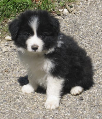 Les chiots de Border Collie