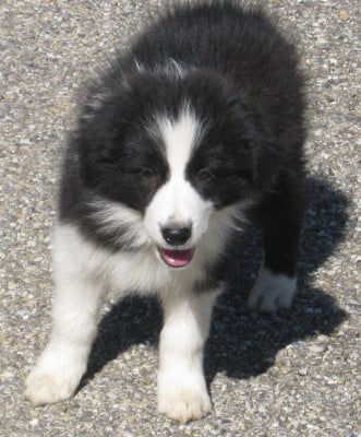 Les chiots de Border Collie