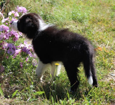Les chiots de Border Collie
