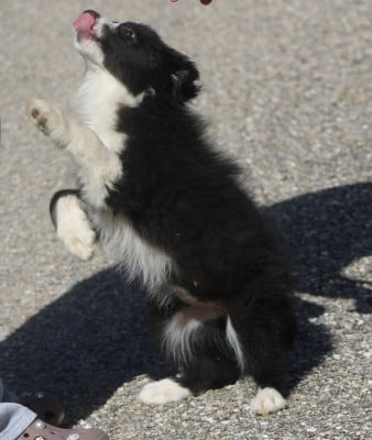Les chiots de Border Collie