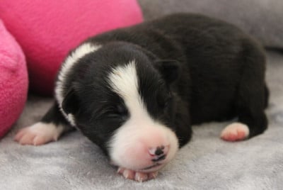 Les chiots de Border Collie